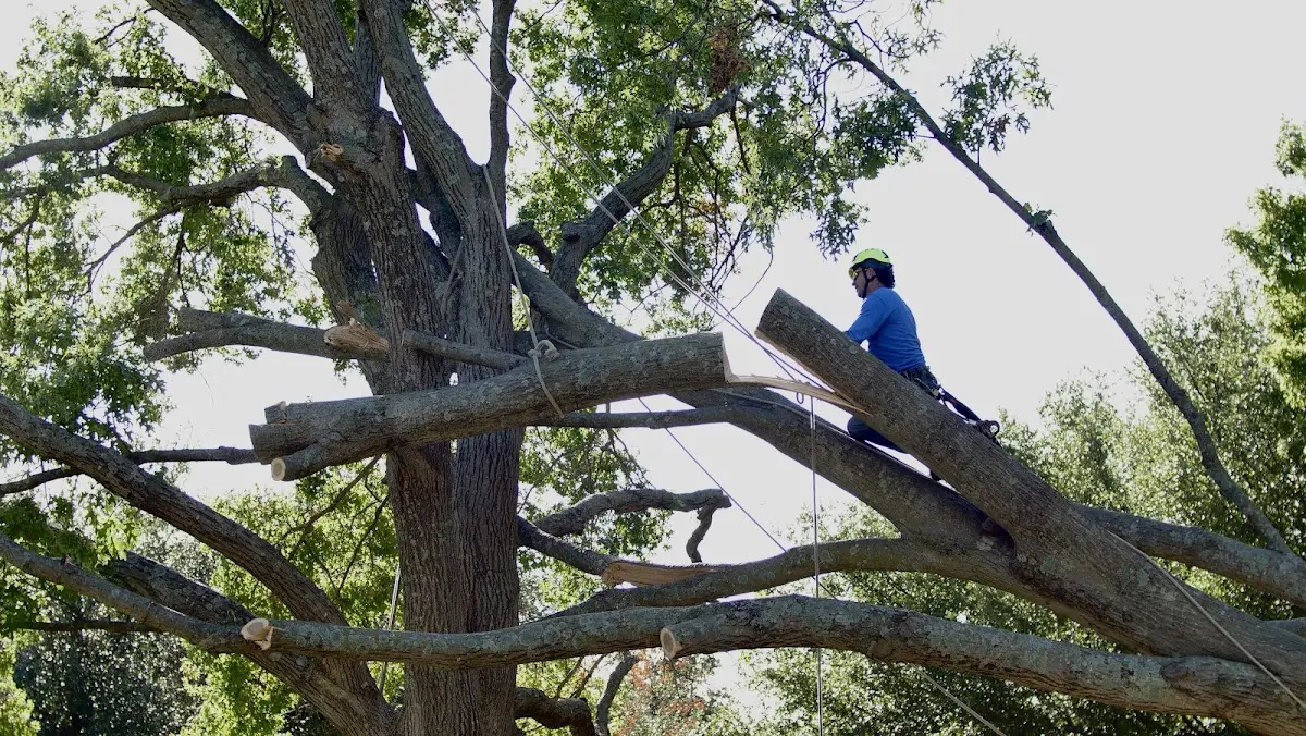 Professional Hazardous Tree Removal performed by certified arborists in Hayesville